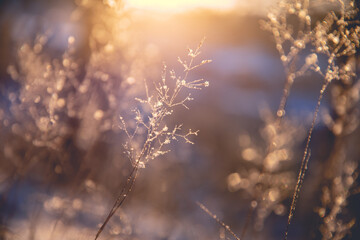 特斯拉x价格/特斯拉x价格走向