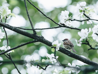 【湖北新增本土确诊病例9例,湖北新增确诊病例2987例】